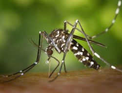 Mosquito-borne diseases has threaten World