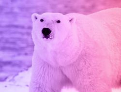 The story of a woman and a hungry polar bear