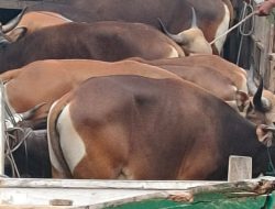 Sambut Idul Adha PT ADT Serahkan 11 Ekor Sapi Kurban ke Warga  Taliabu