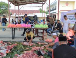 Idul Adha, Polres Sula Sembelih 8 Ekor Sapi Kurban