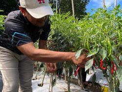 Tuai Hasil Tanaman Cabai, Kalapas Tobelo Kemenkumham Malut Gelar Panen Raya