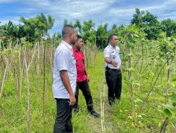 Narapidana Lapas Sanana Kemenkumham Malut Berdaya Melalui Pertanian