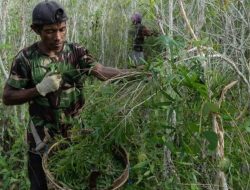 Bantuan TJSL PLN UIW MMU Terbukti Tingkatkan Pendapatan UKM Ketel Parigi di Desa Sawa-Buru, Omzet Sebulan Tembus Rp 81 Juta