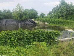 Proyek Tambak Udang Vaname Milik DKP Malut di Halsel yang  Mangkrak Ternyata Dibangun Diatas Lahan Milik MK