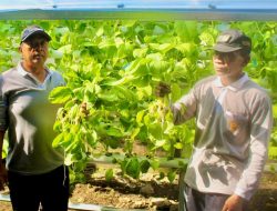 Panen Sayur Sawi Hidroponik, Bentuk Pembinaan Kemandirian Warga Binaan Lapas Ternate