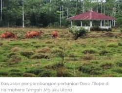 Pernyataan Jubir IMS Dinilai Rugikan Warga Terkait Program Food Estate