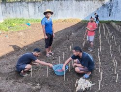 Penanaman Bibit Jagung dan Mentimun, Langkah Nyata Pembinaan Napi di Lapas Jailolo