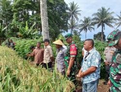 Kolaborasi untuk Masa Depan Pertanian: NHM dan Petani di Kao Barat Menuju Kemandirian Pangan