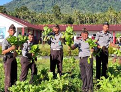 Lapas Jailolo Panen Sayur-Mayur, Wujud Pembinaan Kemandirian Napi Dukung Ketahanan Pangan