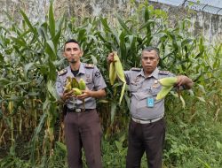 Lapas Kelas IIB Jailolo Kemenkumham Malut Dorong Ketahanan Pangan melalui Panen Jagung