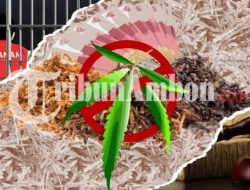 Polres Ternate Tangani 26 Kasus Narkoba Sepanjang Tahun 2024, Didominasi Kasus Ganja