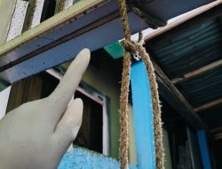 Mahasiswi di Ternate Ditemukan Tewas Gantung Diri, Diduga Bertengkar dengan Pacar