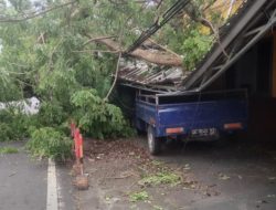 Pohon Tumbang di Kelurahan Kayu Merah Ternate Timpa Kios, Pemilik Luka Sobek