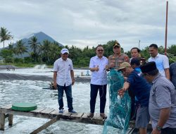 Panen Perdana Kelompok Jiko Macahaya Desa Tuada Halbar Hasilkan 3 Ton Udang Vaname