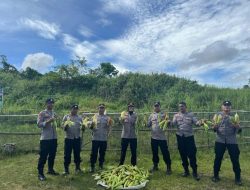 Dukung Ketahanan Pangan, Kapolsek Wasile Selatan, Haltim Panen Jagung