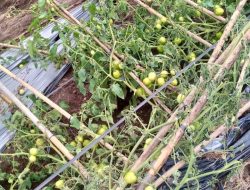 Selain Rumah Warga, Ribuan Pohon Tanaman Bulanan Warga di Kelurahan Kastela Ternate Ikut Rusak