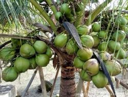 Sinergi Percepat Kelapa Bido Morotai Jadi Indikasi Geografis