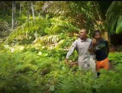 Satu Pelaku Bom Ikan di Halsel Diringkus Polisi, 5 Masih Buron