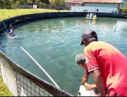 Bumdes Jiko Banau Tebar 150 Ribu Benur Udang Vaname