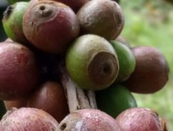 Kopi Liberika sampai Burung Bidadari, Objek Pelindungan KIK di Halsel