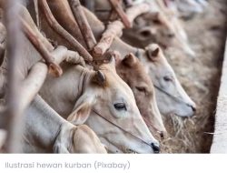 Karyawan Tambang PT IWIP Asal Desa Waiboga Sula Patungan Sumbang Satu Ekor Sapi Kurban