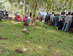 Sarang Sabung Ayam di Desa Kampung Buton Halsel Digerebek, Diduga Dibekingi Oknum Polisi