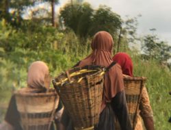 Saloi, Kebun dan Kecemasan yang Diam-diam Tumbuh di Kawata