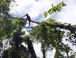 PLN ” Stecu ” Warga Wailoba di Sula Swadaya  Perbaiki Kabel PLN yang Tertimpa Pohon 