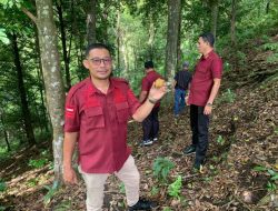 Pala Ternate Ditargetkan Jadi Indikasi Geografis yang Dilindungi