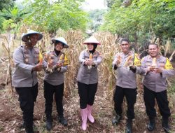 Kapolres Ternate Pimpin Panen Raya Jagung Serentak Kuartal III Tahun 2025