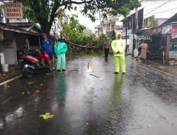 Satlantas Polres Ternate Bersihkan Pohon Tumbang dan Atur Arus Lalin di Kalumata