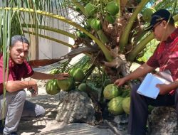 Sambangi Desa Bido Morotai, Tim Verifikasi Pastikan Kelapa Bido Layak Jadi Indikasi Geografis