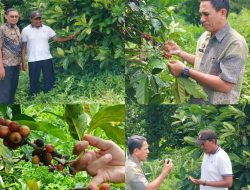 Kopi Liberika Bacan Sejak Era VOC Dilirik Jadi Potensi Indikasi Geografis