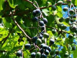 Kenari Makian Didorong Jadi Potensi Indikasi Geografis yang Dilindungi