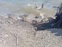 Pasir Dikeruk, Abrasi Gerogoti Pantai Desa Gemaf Halteng, Pemdes dan APH Kemana?