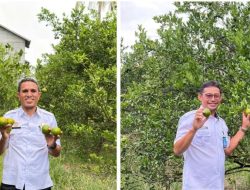 Kanwil Kemenkum Malut Jajaki Potensi Indikasi Geografis Jeruk Wairoro