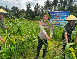 Polres Halteng Gelar Panen Raya Jagung Kuartal II Tahun 2026