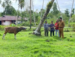 Pemkab Sula Salurkan 48 Ekor Sapi Kurban di Idul Adha 2026