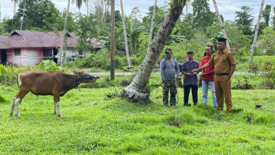 Pemkab Sula Salurkan 48 Ekor Sapi Kurban di Idul Adha 2026