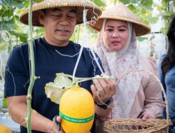 Kapolda Malut Hadiri Panen Buah Melon di Wisata Agro Melon Ternate