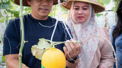 Kapolda Malut Hadiri Panen Buah Melon di Wisata Agro Melon Ternate