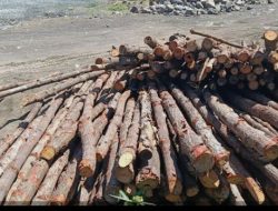 Proyek Bronjong BWS Malut di Halbar   Diduga Gunakan Kayu Mangove Ilegal