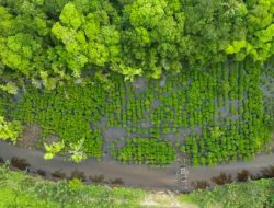 Program Mangrove NHM di Kao Berhasil Pulihkan Kawasan Pesisir