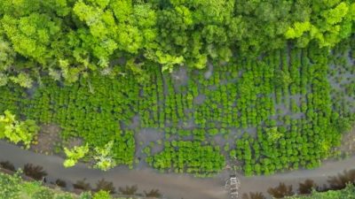 Program Mangrove NHM di Kao Berhasil Pulihkan Kawasan Pesisir