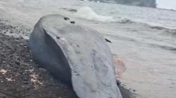 Ikan Paus Terdampar di Pantai Taduma Ternate