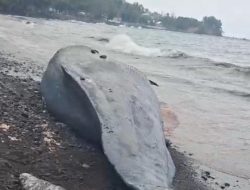 Ikan Paus Terdampar di Pantai Taduma Ternate