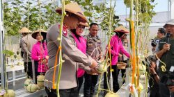Panen Perdana Melon, Kapolda Maluku Utara Berharap Personel dan Masyarakat Kembangkan 