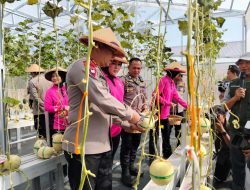 Panen Perdana Melon, Kapolda Maluku Utara Berharap Personel dan Masyarakat Kembangkan 