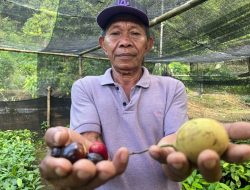 Mengenal Indikasi Geografis Pala Ternate dan Pala Dukono dari Maluku Utara