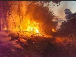 Kebakaran Hutan Merembet ke Permukiman, HIPMI Haltim-Jakarta Desak Pemda Bergerak